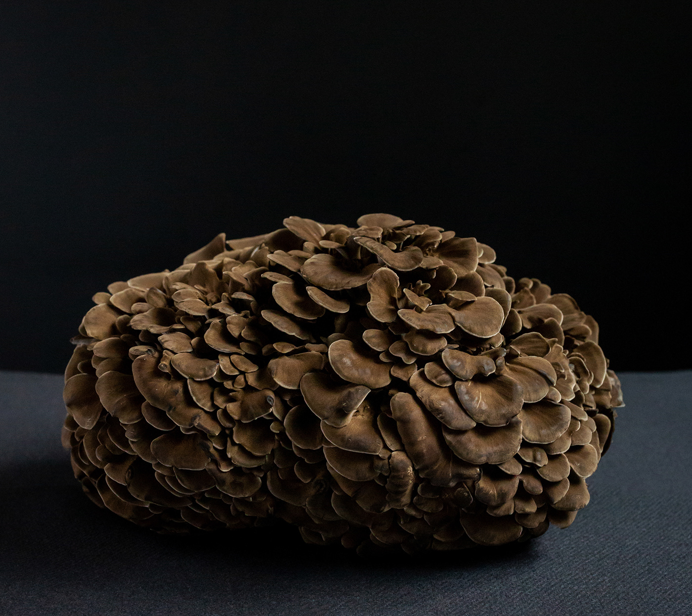 Food  japan mushroom Photography  product