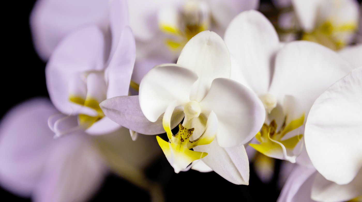 bloom blossom cycle eclosion de fleurs Fleurs Flowers life Nature orchidee timelapse