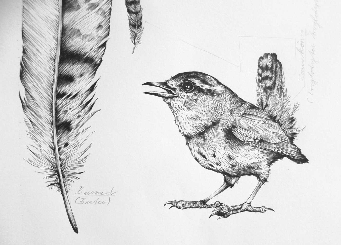 bird black and white Drawing  feather fine art fineliner hawk Tiny wildlife wren