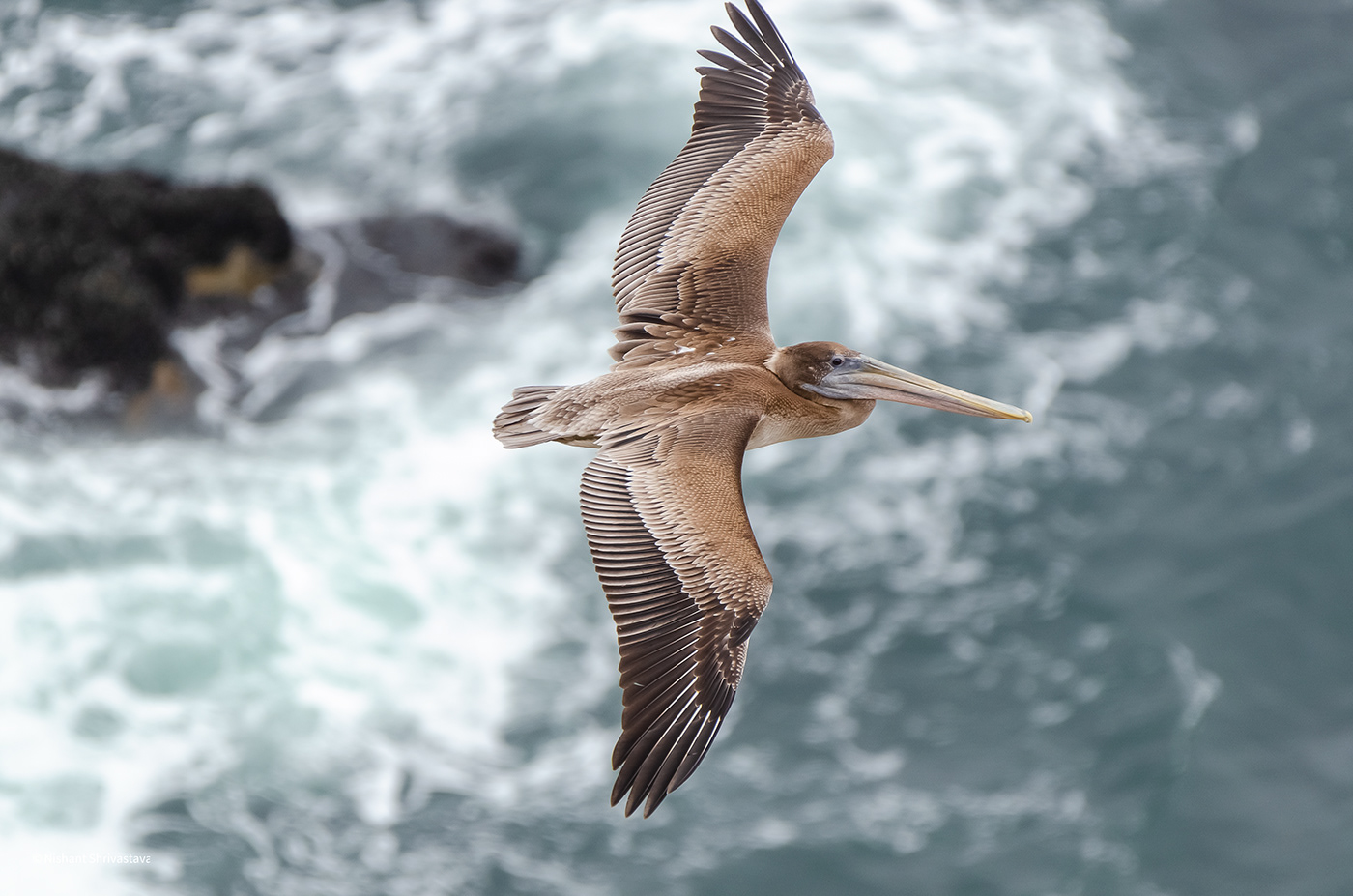 Brown Pelican at Chimney Rock