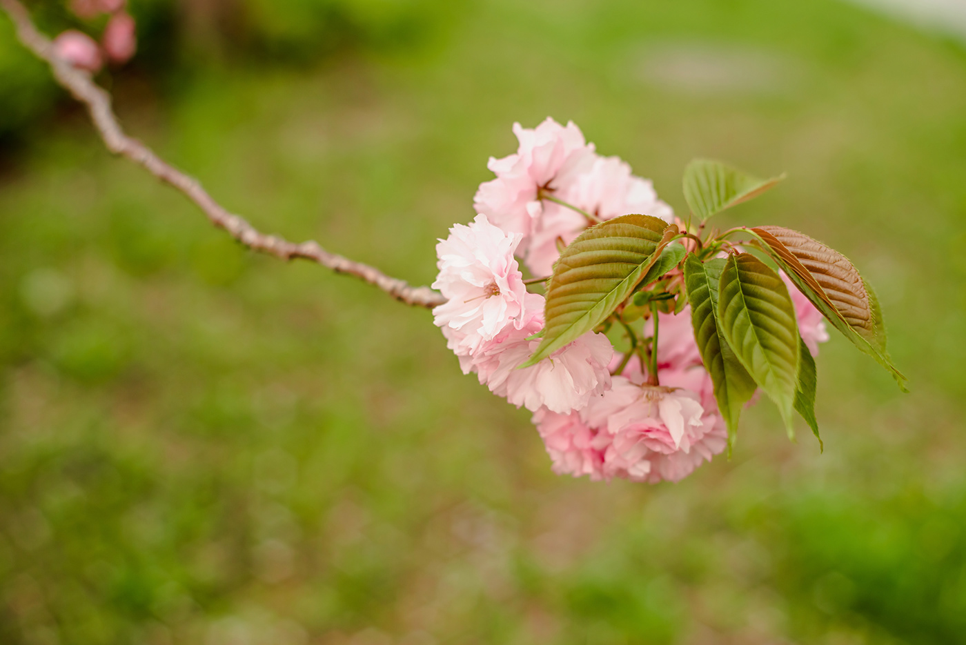 sakura cherry japanese japan tokyo pink green Nature light flower april satozakura