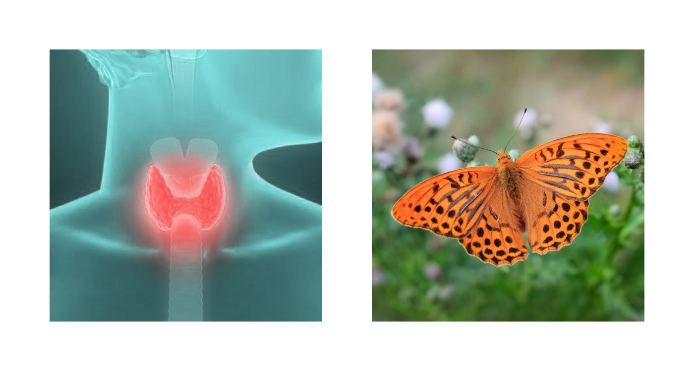 butterfly doctor feminine Logo Design monogram