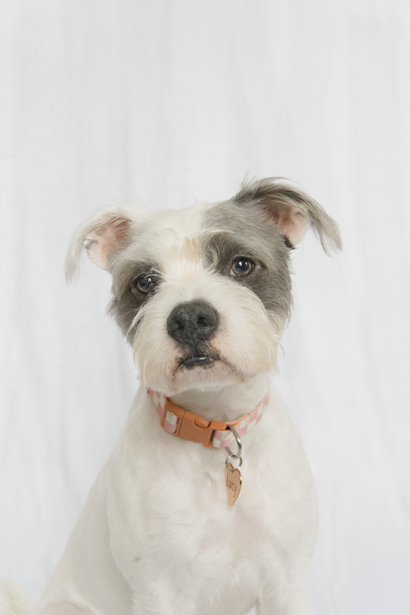 dog Pet portrait studio home amateur Sony a6100 RawTherapee
