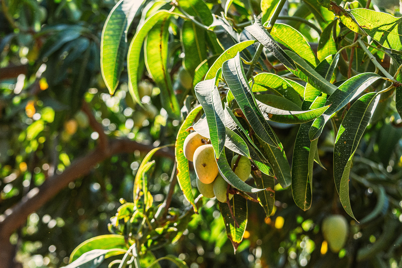 agricultura aguacate Bandera brand cultivo Mango marca Tropical