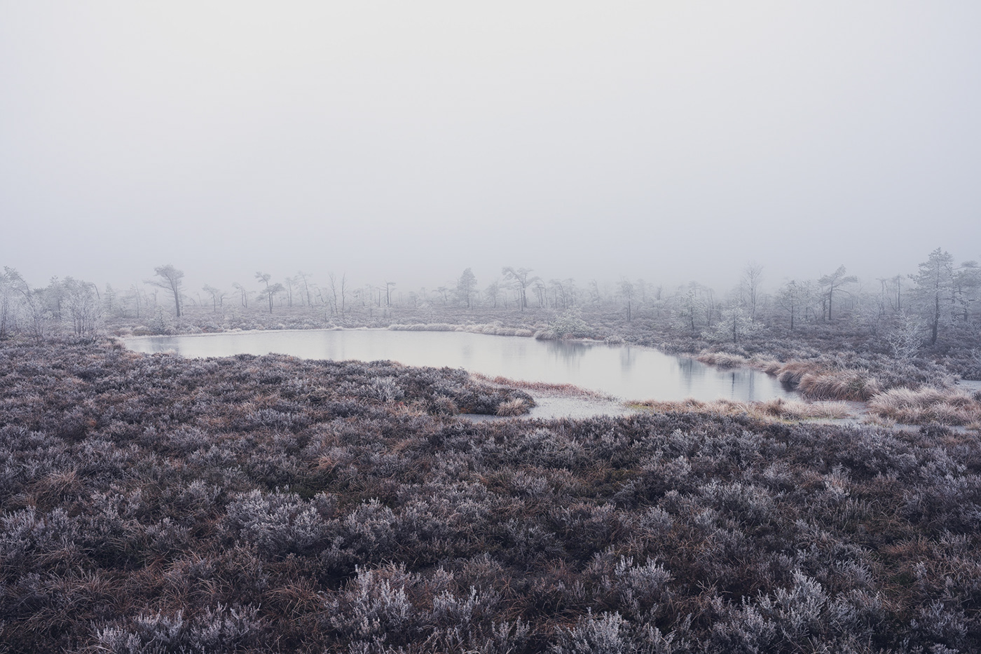 Landscape Nature Photography  winter hoarfrost fog Treescape birch moor Moorland