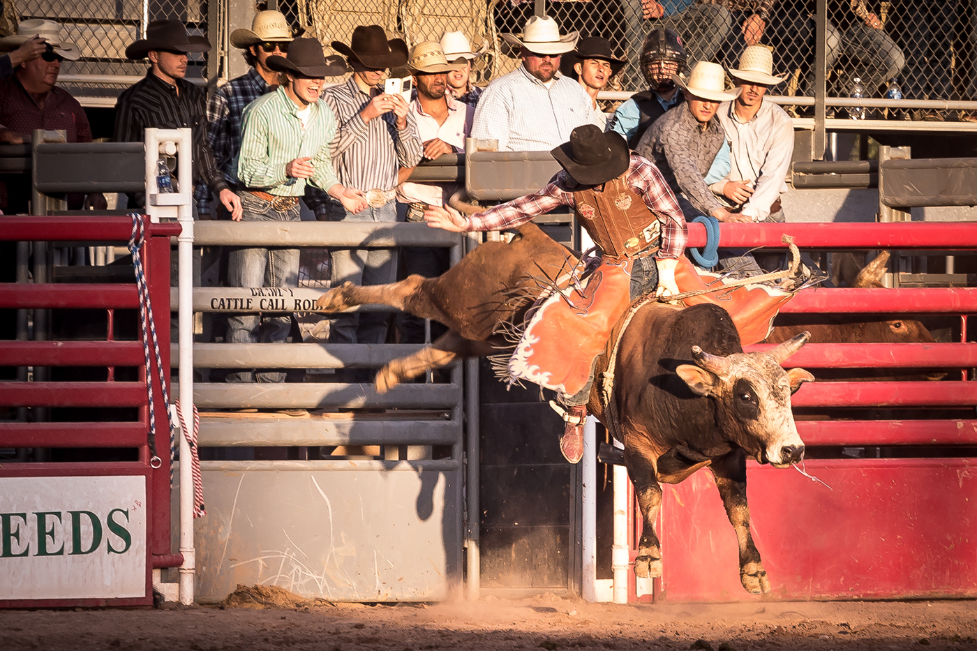 rodeo bull horses bullriding Competition farm country rural crowd animals Cattle equine California cowboy cowgirl