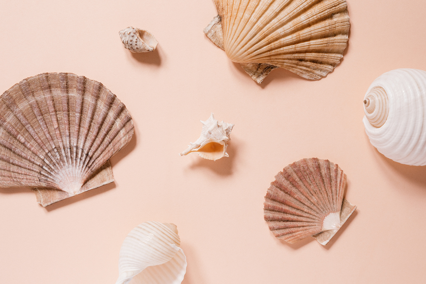 branding  light brown  Logo Design marketing   Photography  seashell Typeface