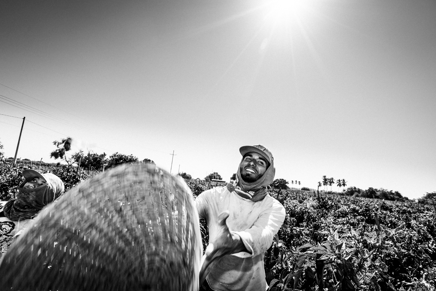 Chilli chillies matt mawson mexico migrant labor sinaloa documentrayphotography
