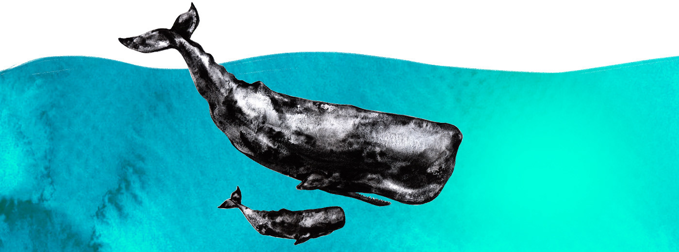 marine mammal Whale Ocean scientific illustration artwork animals Nature Drawing  killer whale marine biology