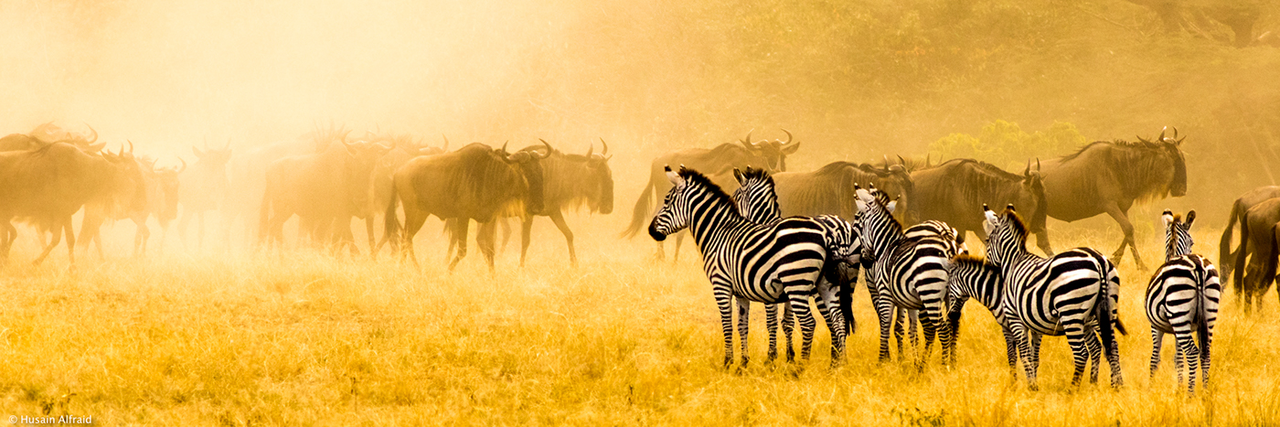 wildlife safari kenya masai mara mammals great migration action animals 3:1 view Panoramic View