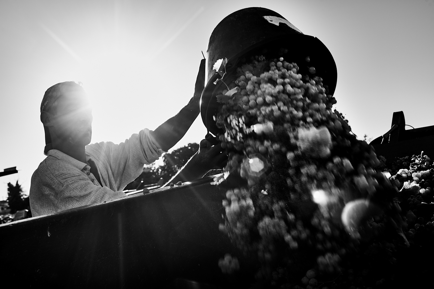 wine Muscat blackandwhite harvest somelier corporate agricoltura industrial reportage vino