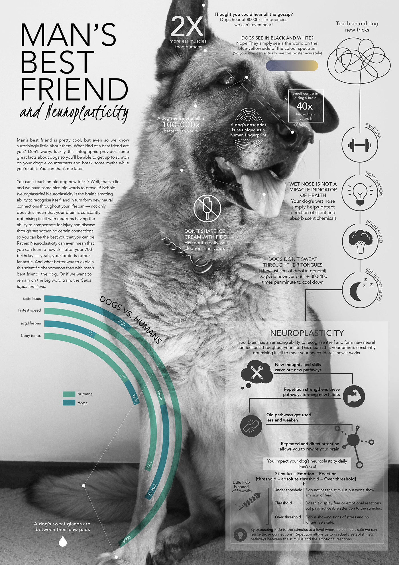 infographic dogs design information design student information visualisation
