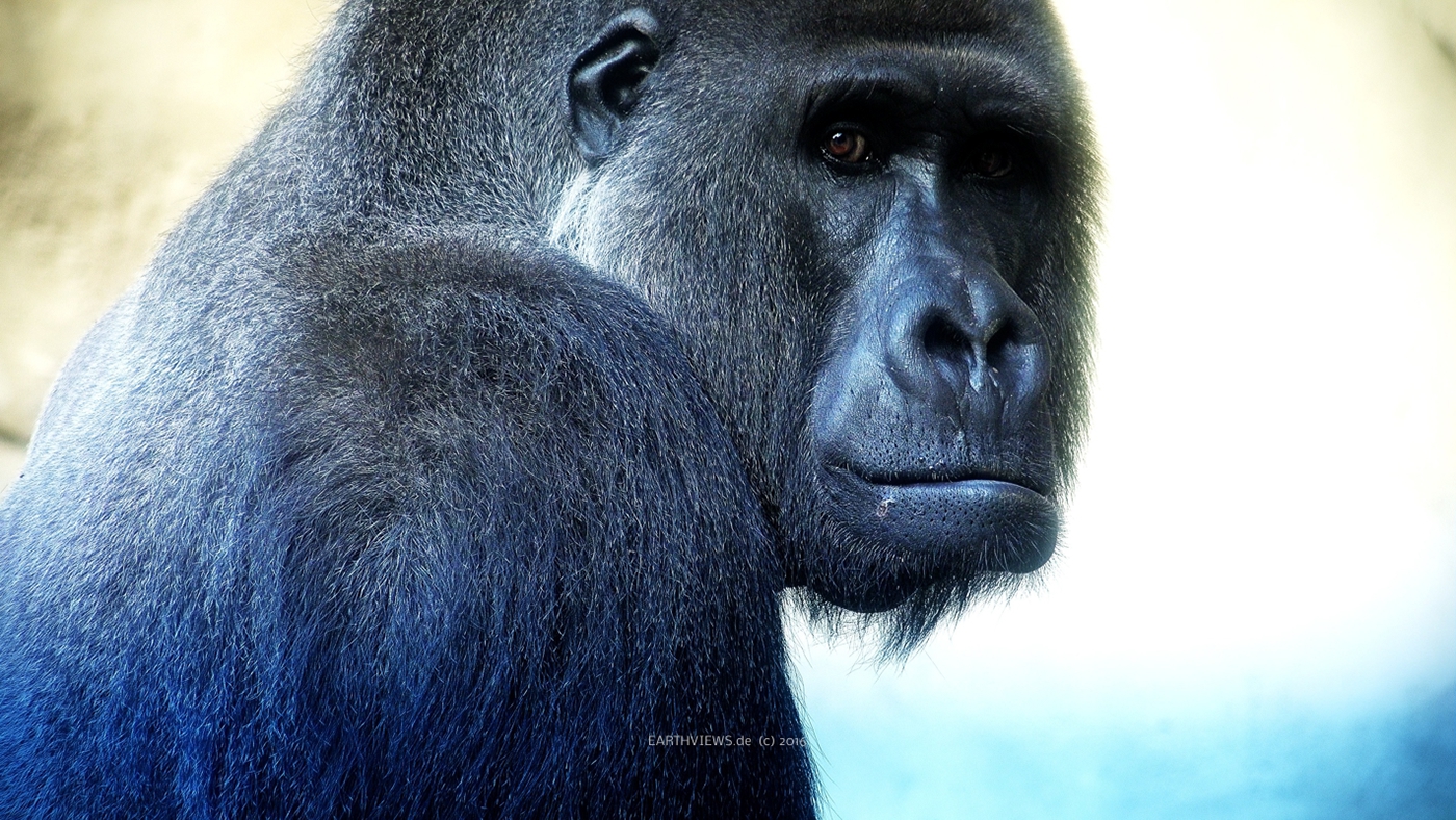 silverback gorilla  head face portrait fascial expression hand gestures colorful ape monkey footage
