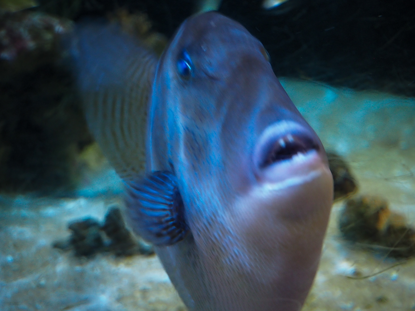 aquarium fish Nature Photography  lightroom photoshop ai artificial intelligence