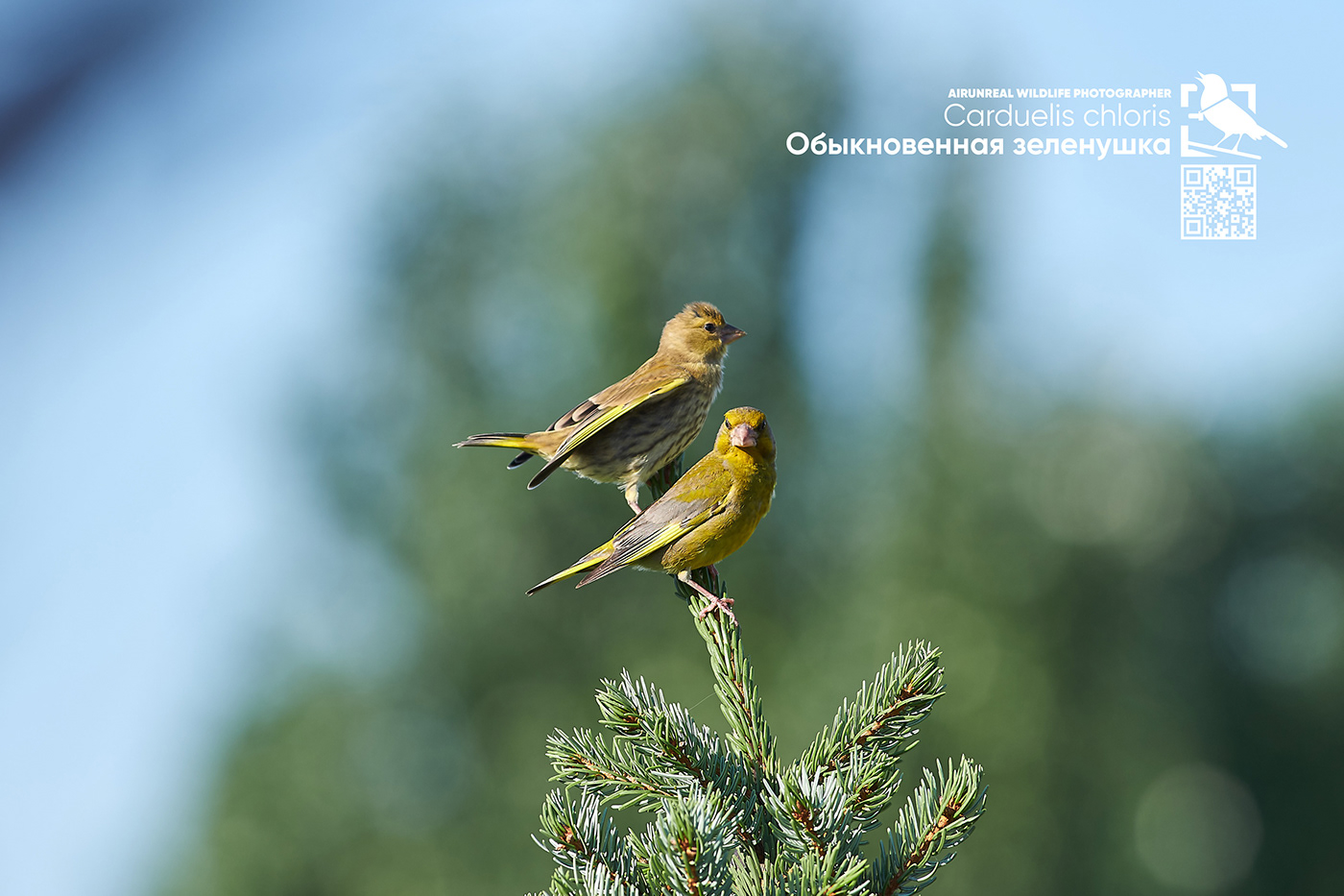 bird birds volgograd Russia wildlife birdswatching Carduelis chloris European greenfinch