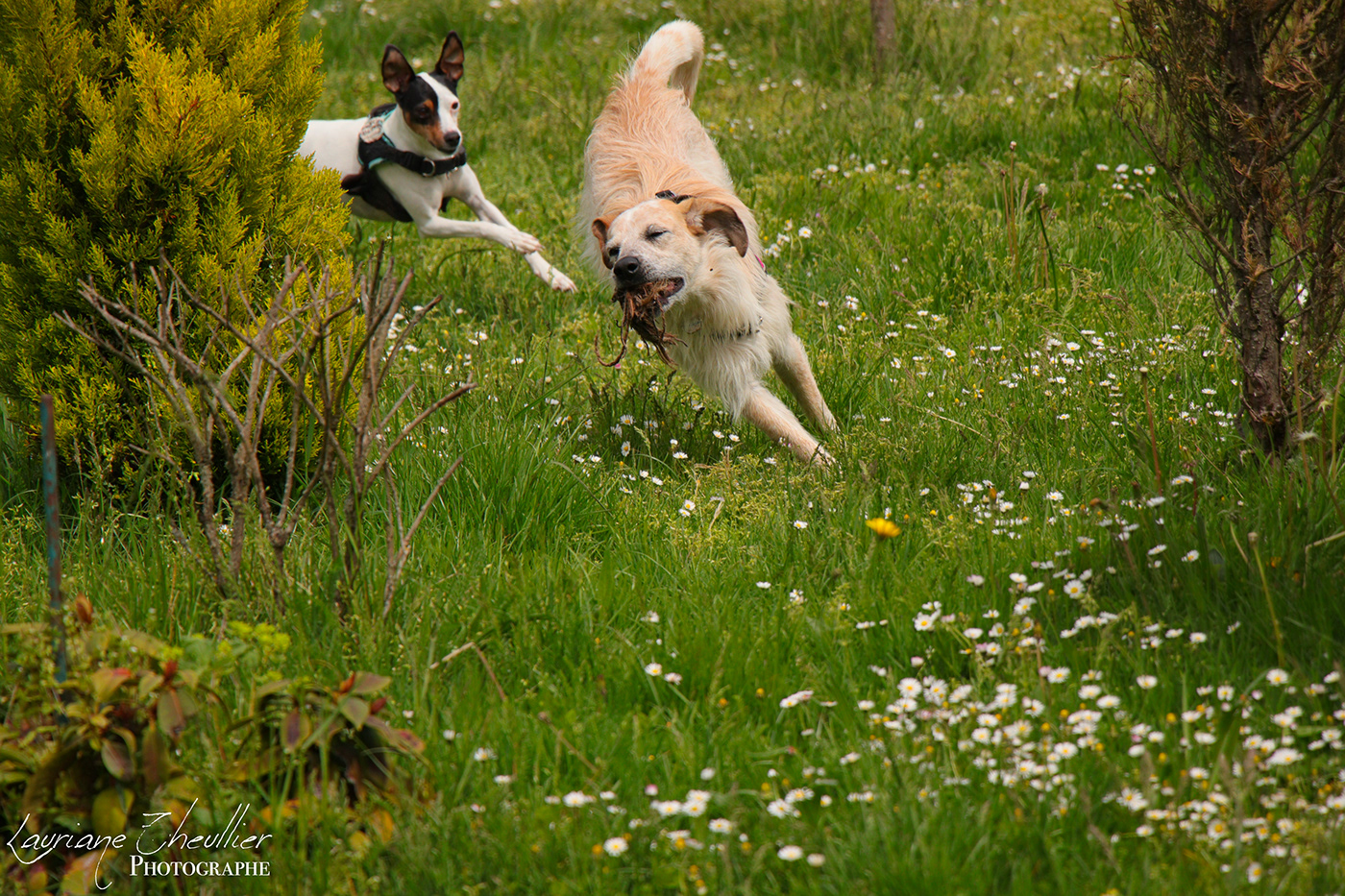 amitié campagne chien creuse ferme jeu Nature Photographie Tendresse Photography 