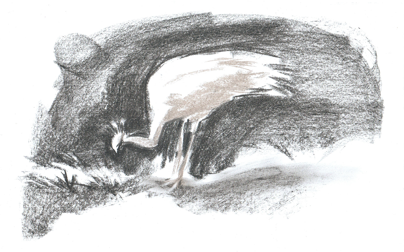Drawing  sketch sketching ILLUSTRATION  bird animal Nature plein air painting   stock illustration