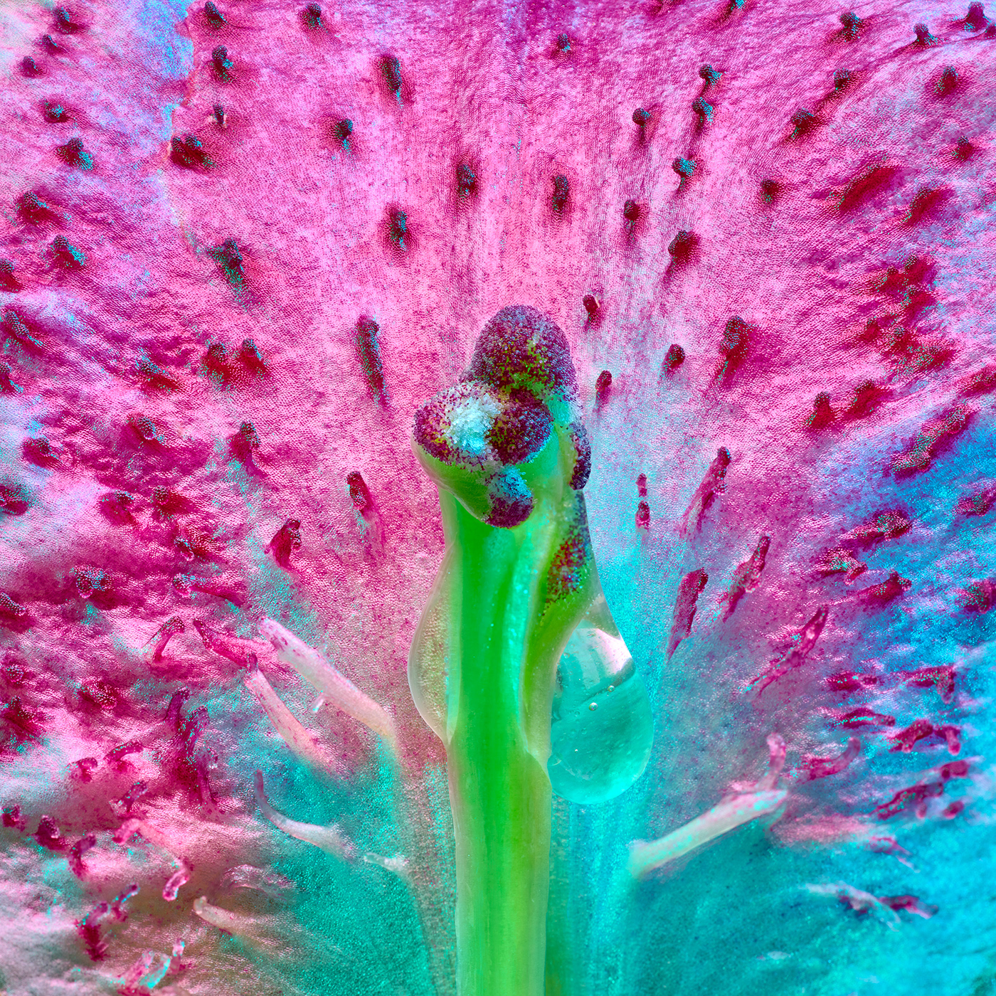 artwork botanical floral flower Flowers liquids Photography  still life