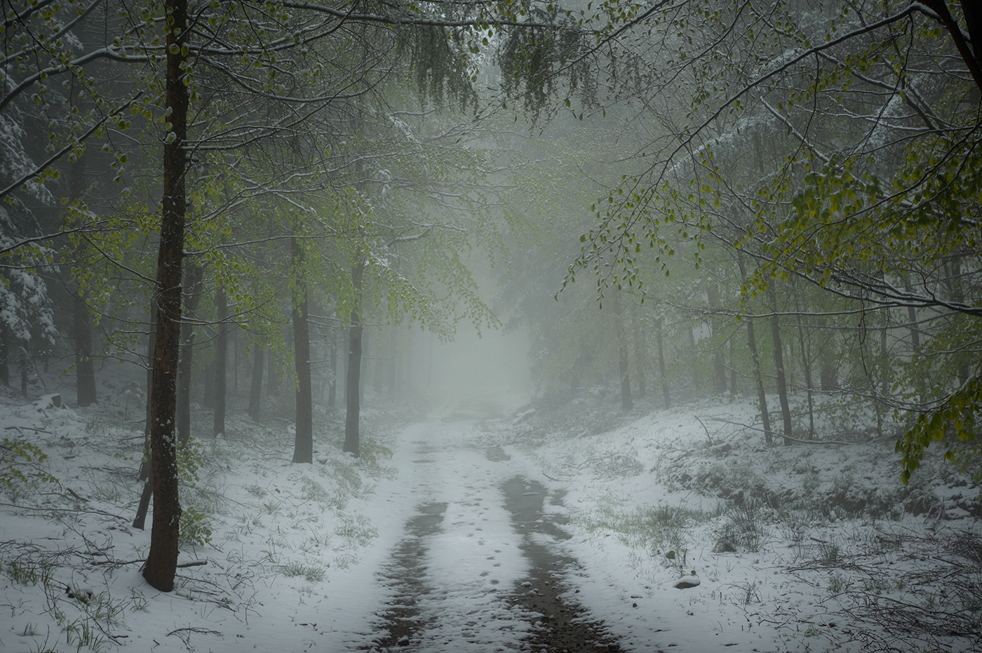 Fotografia snow spring mist fog mgła fotograf polska poland