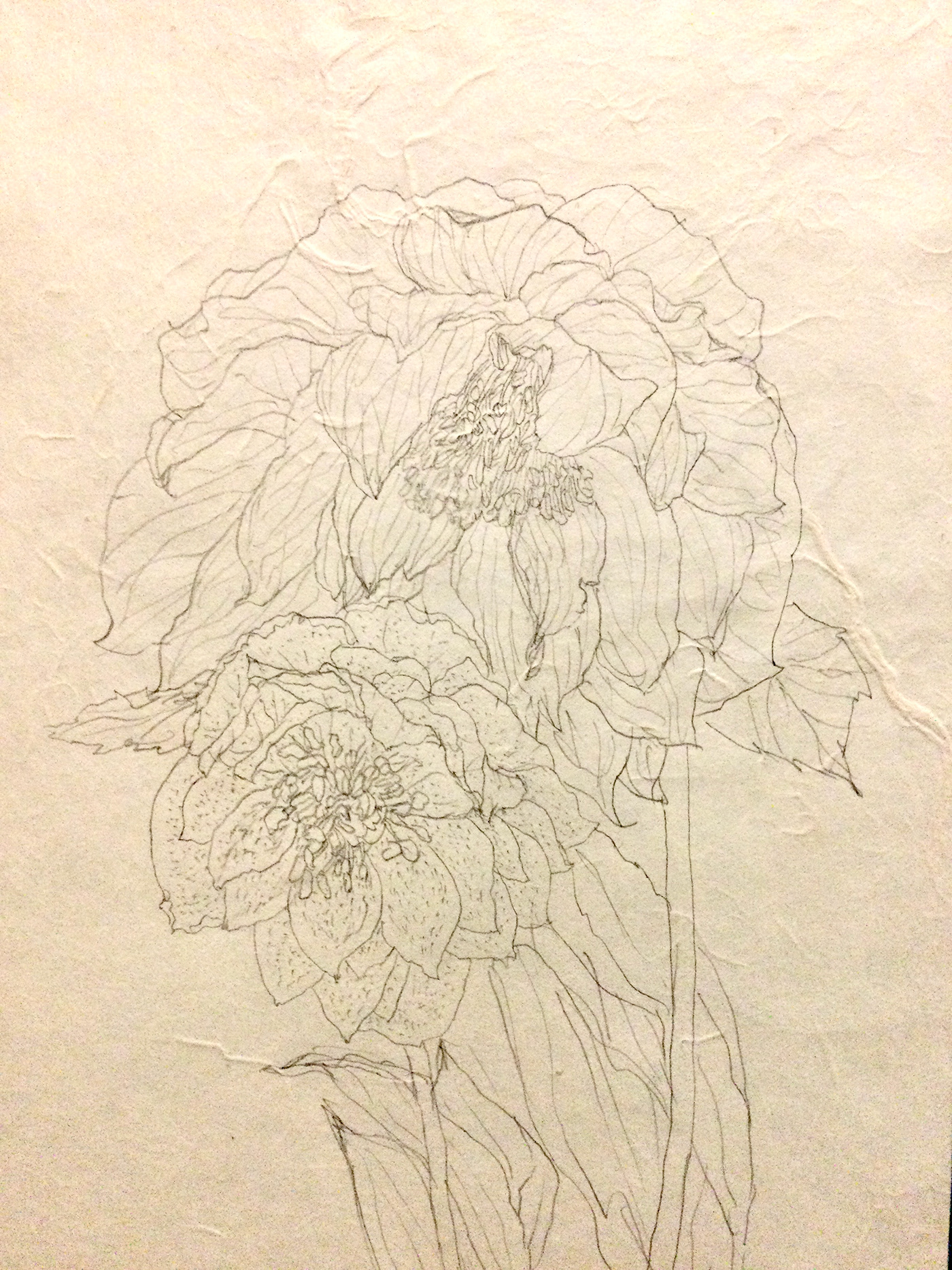 flower sketch pencil painting   ILLUSTRATION 