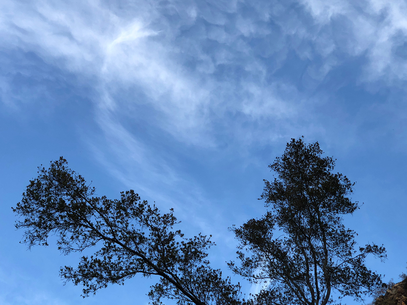 Cirrus cloud SKY blue Sunny Tree 