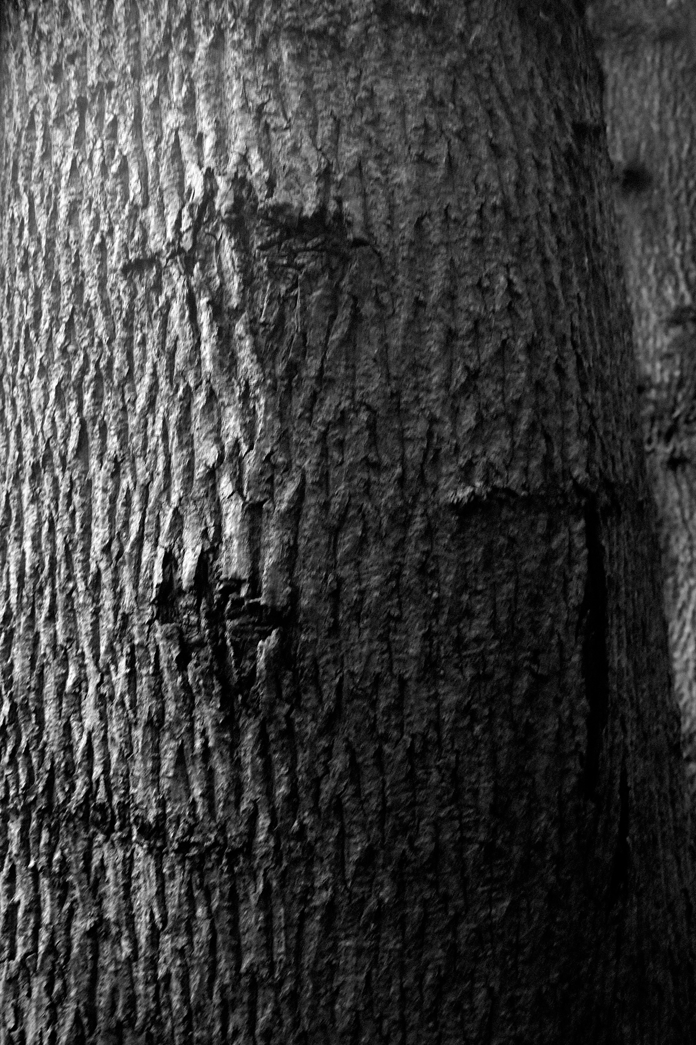 black and white Photography  Nature Tree  forest monochrome yapokora