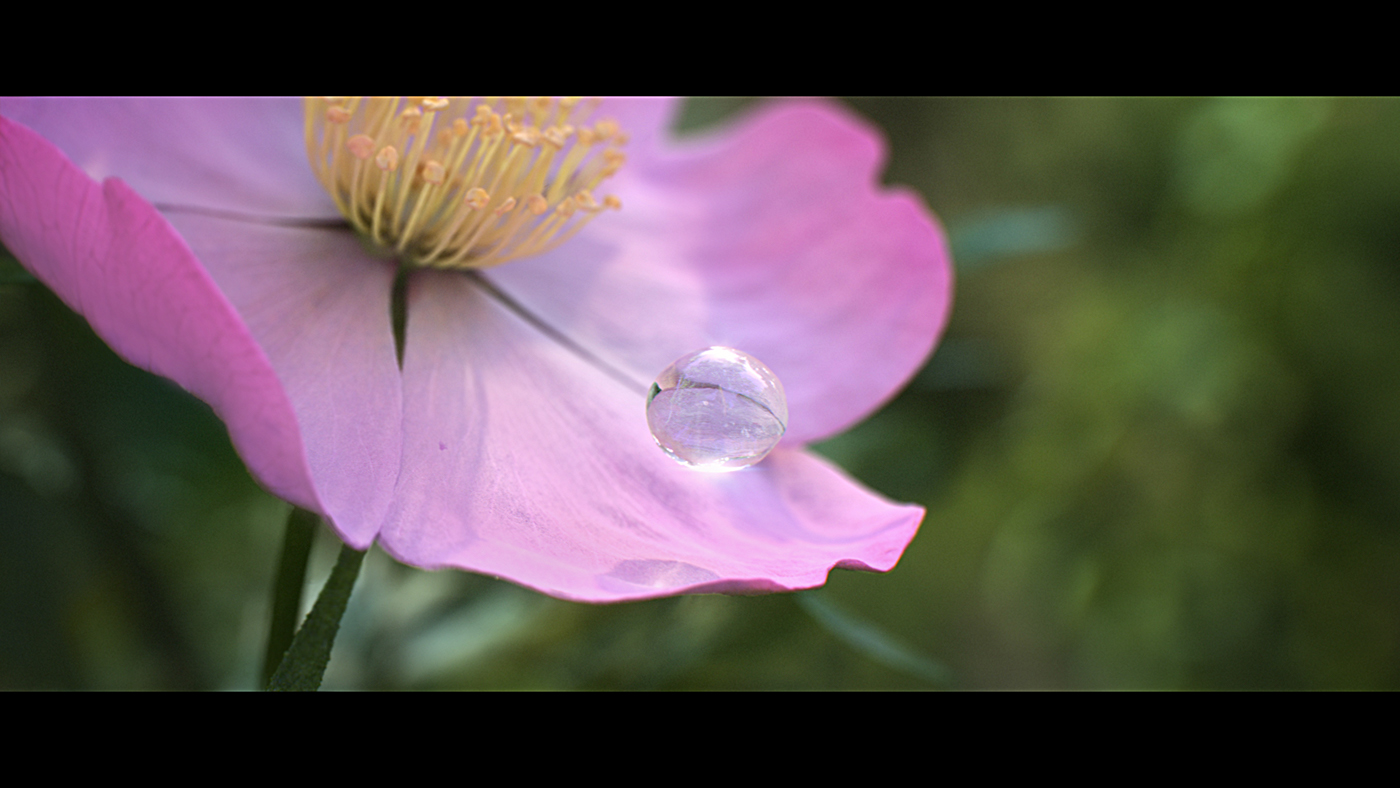 flower grow timelapse cg greenery CG plants 3d plants hop rose linen macro pharmacy