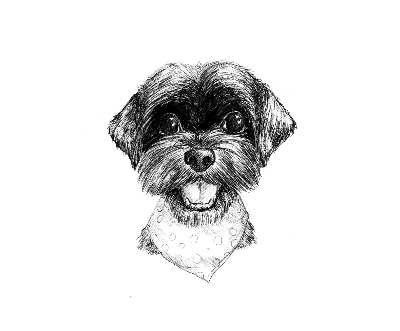 drawings sketch ILLUSTRATION  dog Poodle ipad pro Digital Art  dali the poodle portrait animals