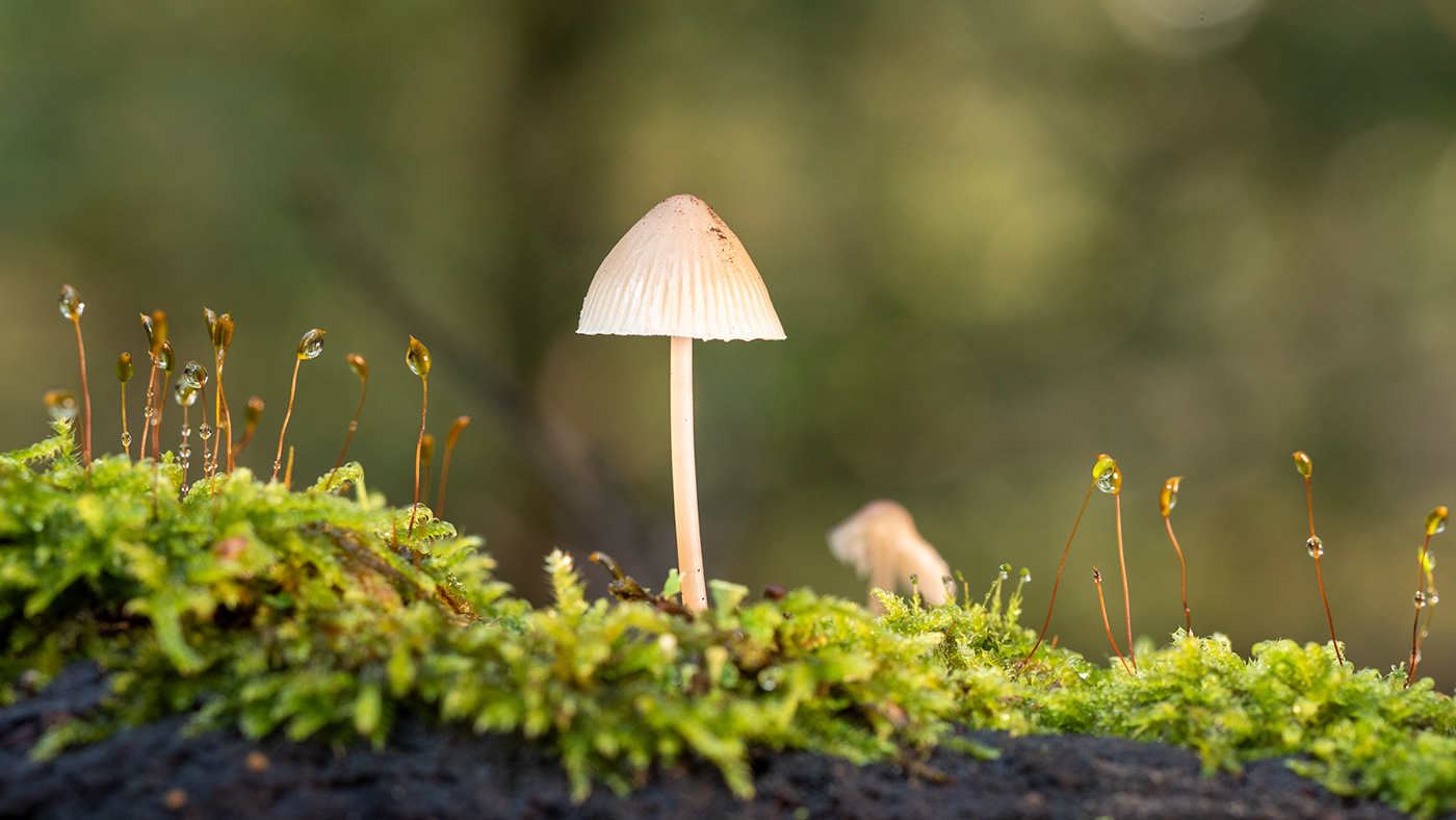 Herfst paddenstoel macro foto