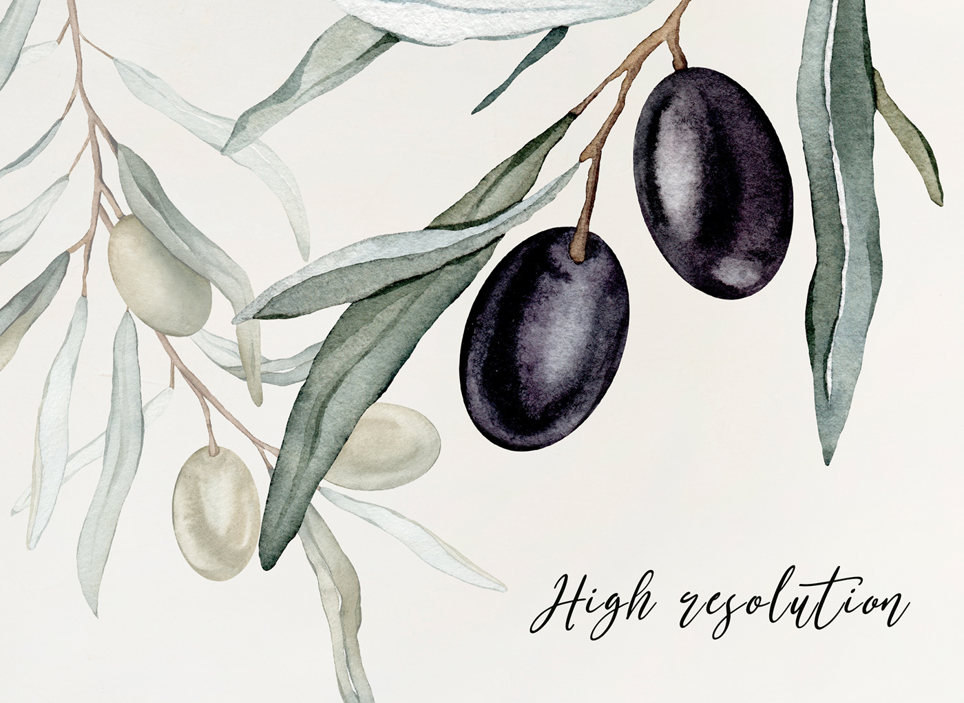 olive watercolor artwork green olives black olives oil