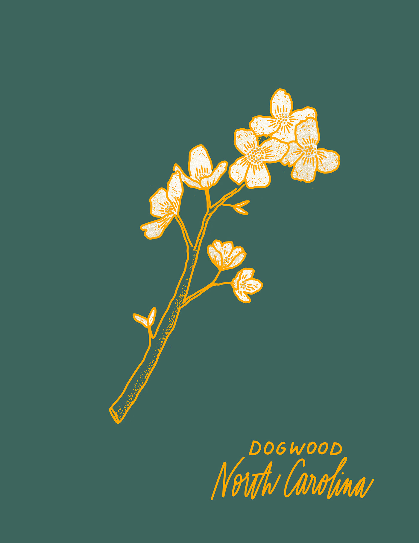 Illustrated Dogwood Flowers
