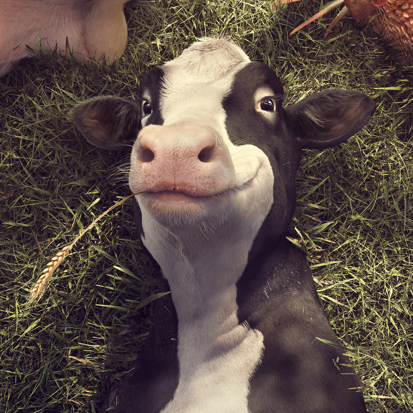 animal CGI chicken cow full cgi grass pig