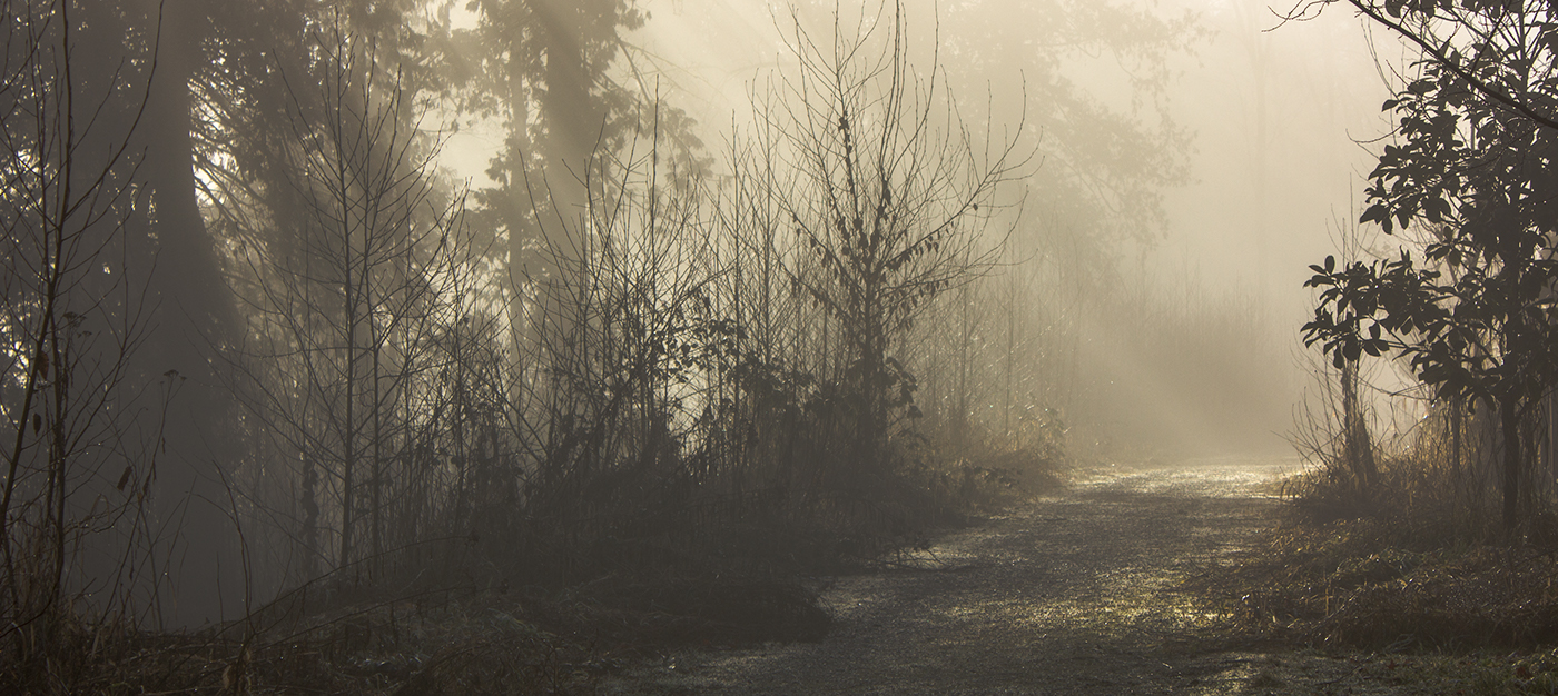 Godray fog forest beams light quiet Sun