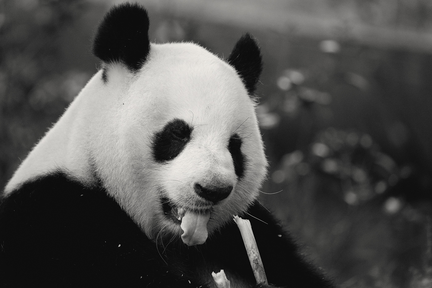 animals b&w black and white china giant pandas Panda  pandas Sichuan wildlife panda bear