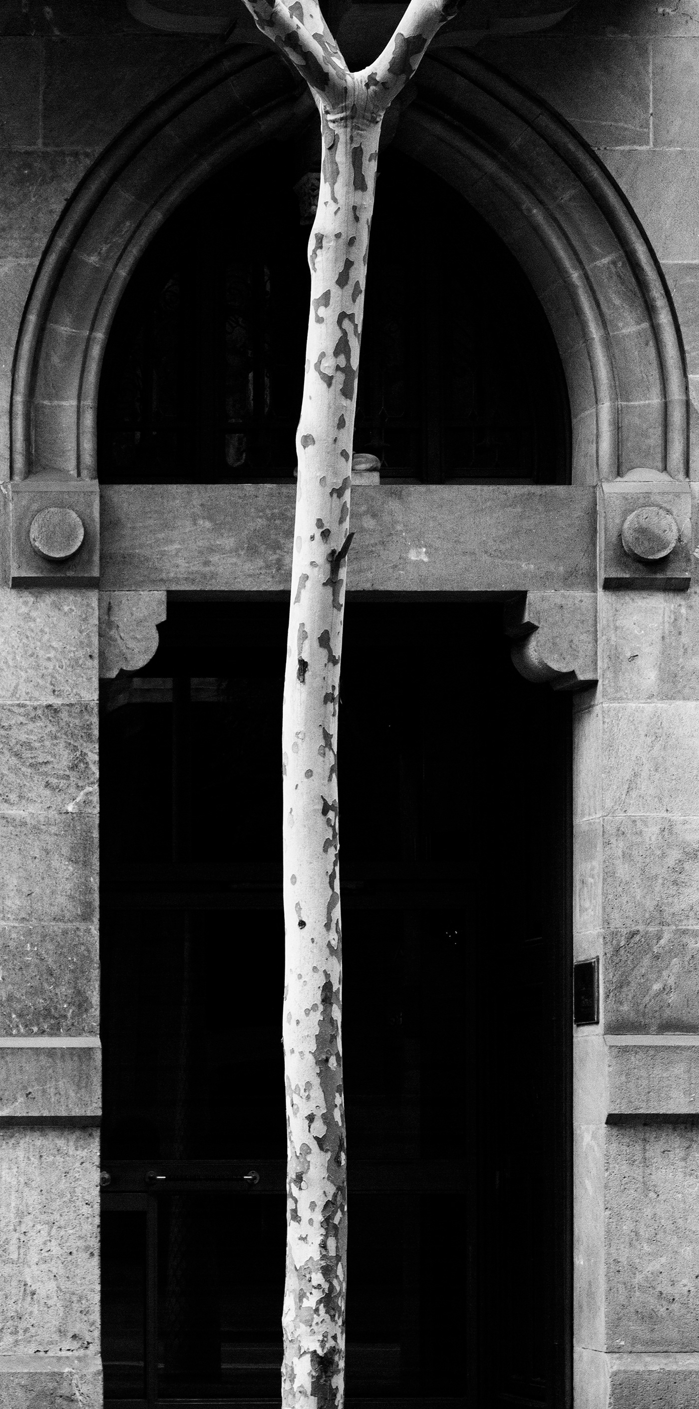 arbol arquitectura barcelona catalunya españa europa naturaleza puerta urbana