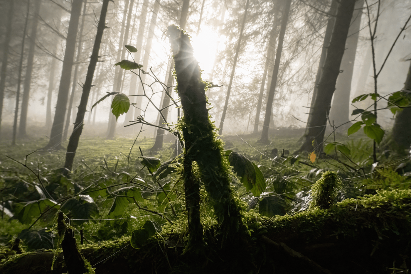 cinematography dewdrops fog forest light Macro Photography nature photography Photography  shadow sonyalpha