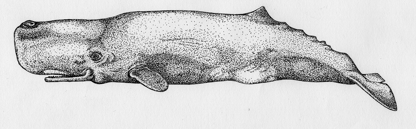 ILLUSTRATION  dots animal baleine Whale hand-made Canada Drawing  poster Screenprinting