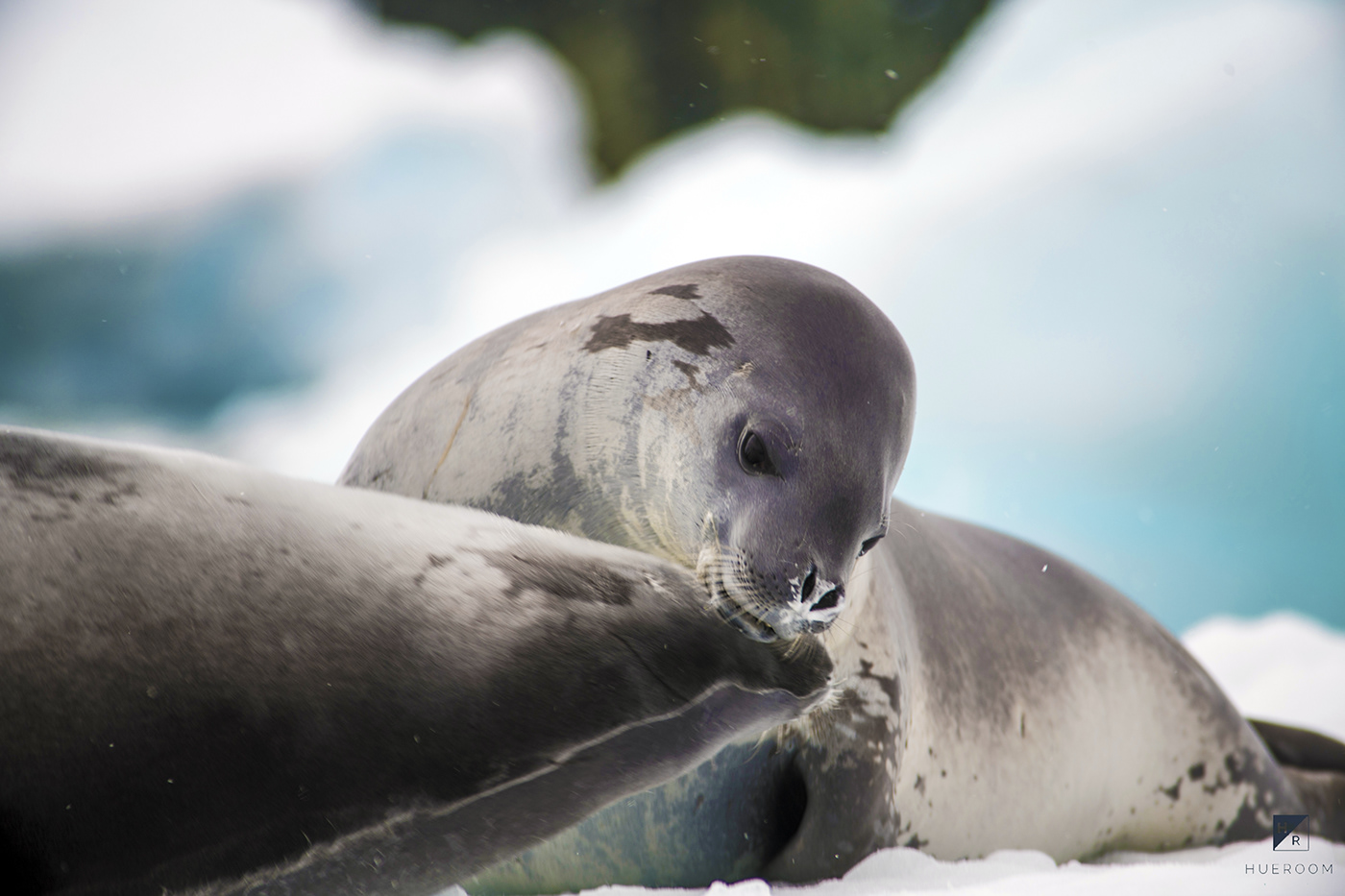 wildlife penguin seal Whale bird expedition adventure climate change Wildlife photography iceberg
