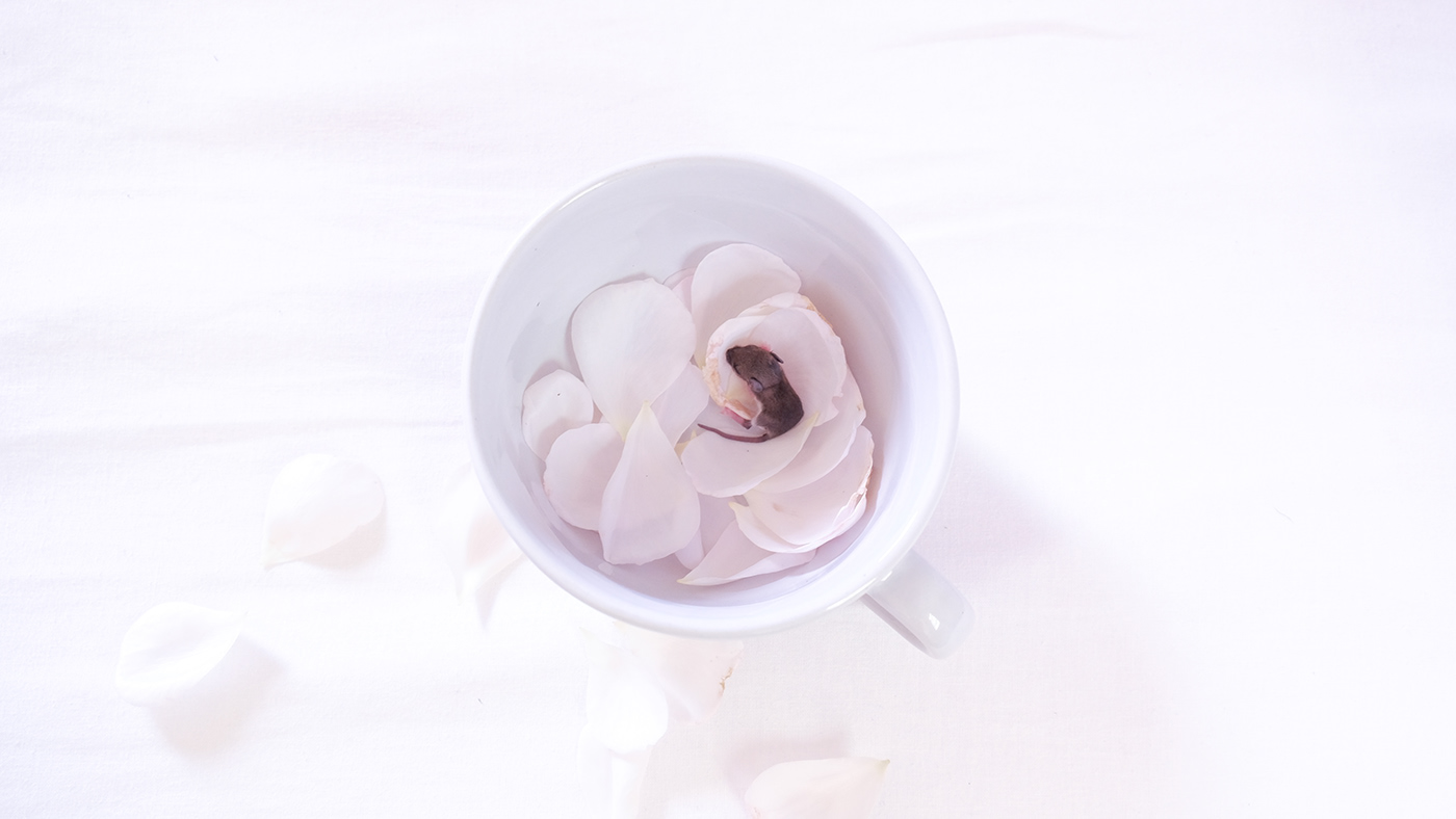 cafe mug mouse newborn Photography  rose petals