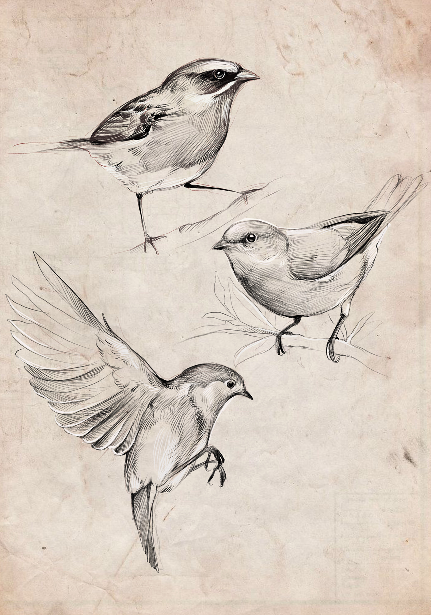 birds process Procreate 2D sketching sketch tattoo design natureb