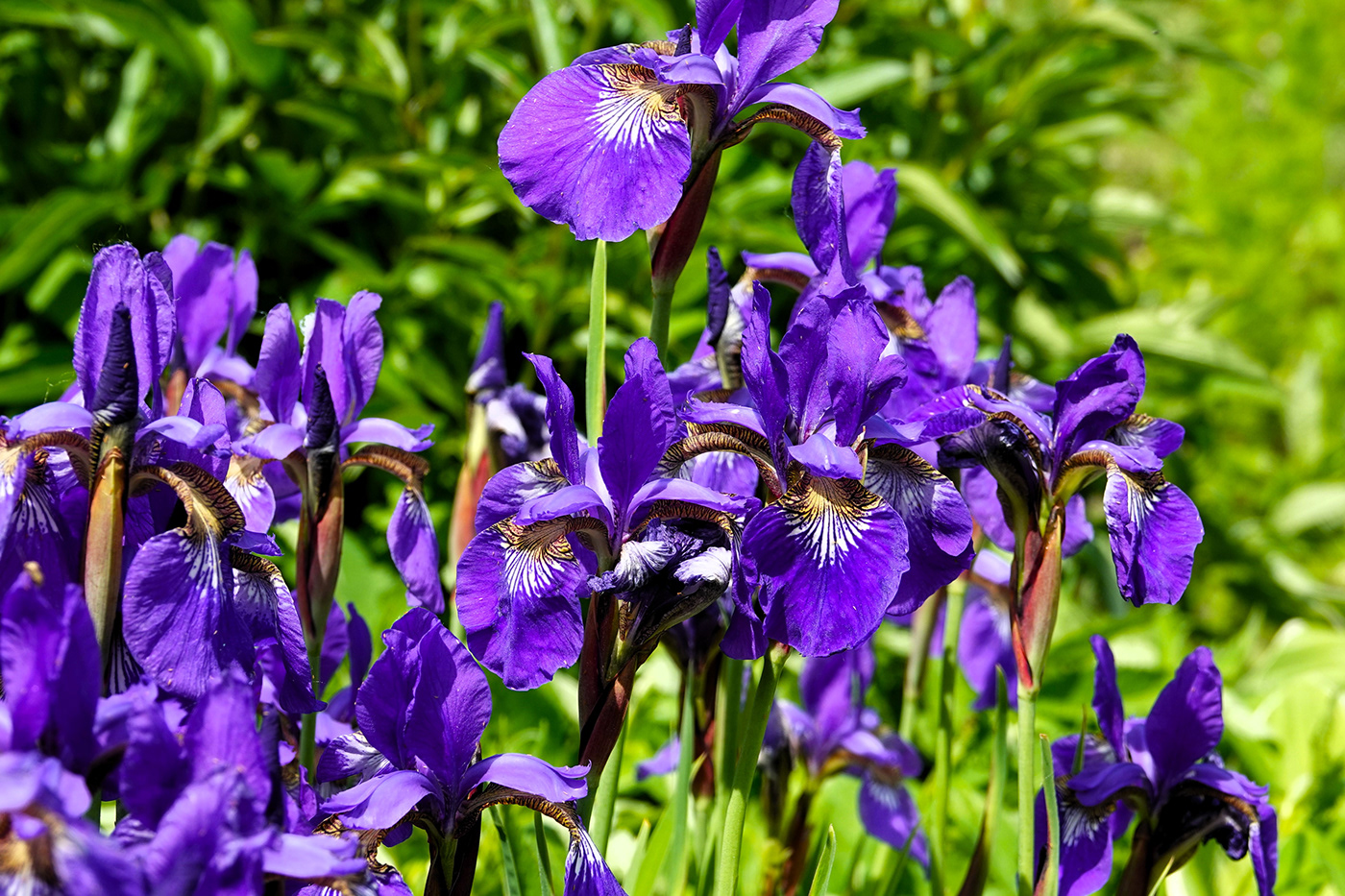 Flowers garden iris peony peonies Nature beauty Landscape Irises
