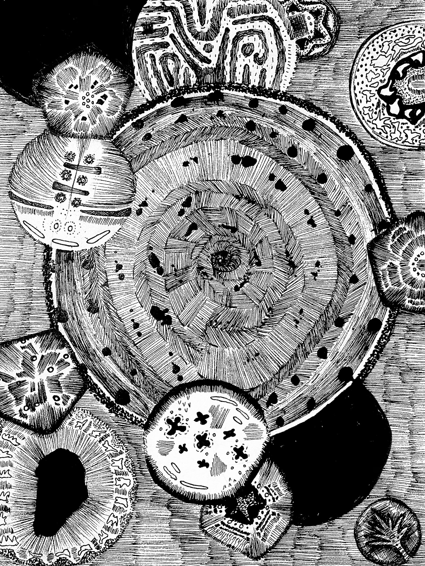 cells Drawing  ILLUSTRATION  India ink