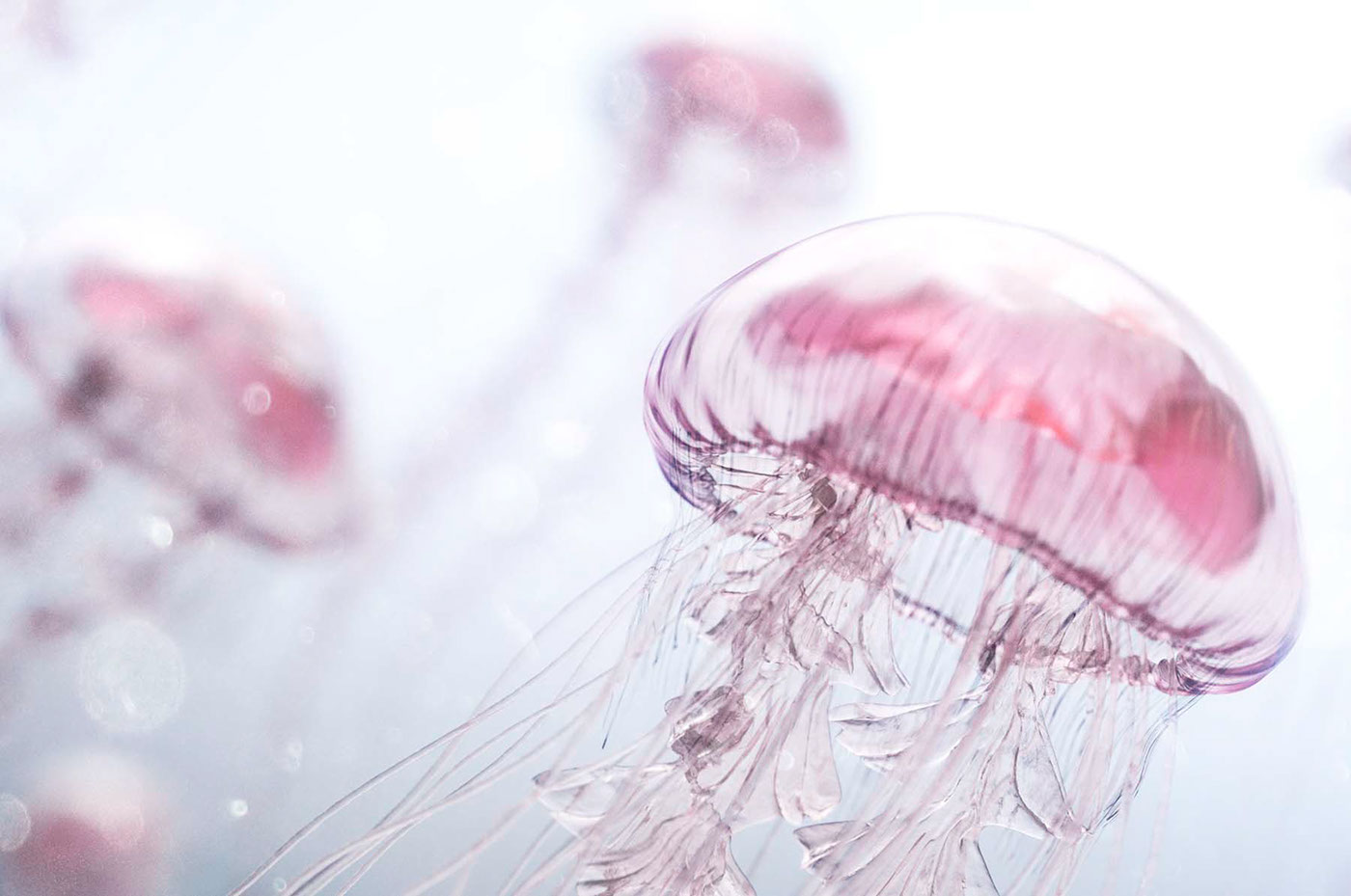 CGI vfx jellyfish underwater swarm feminine art pretty animal animals creature Character submerged light mood