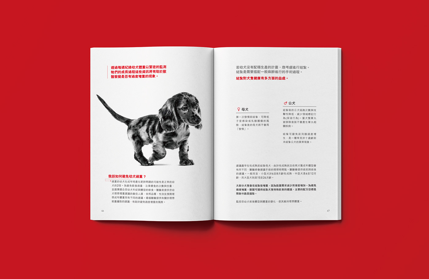 Layout brochure Pet taiwan design Graphic Designer