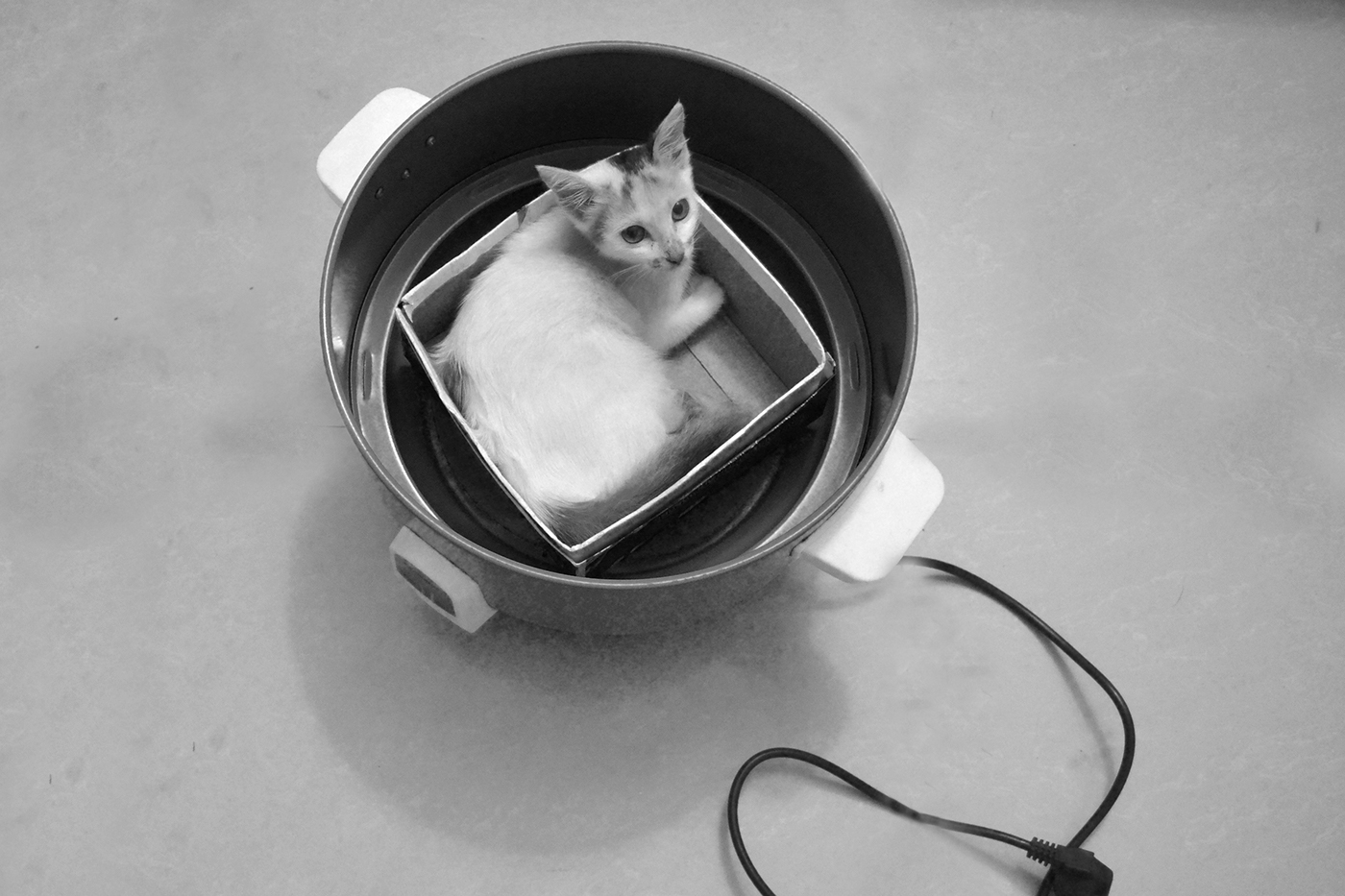 Cat catportait Photography  indoorphotography glamourportait photos