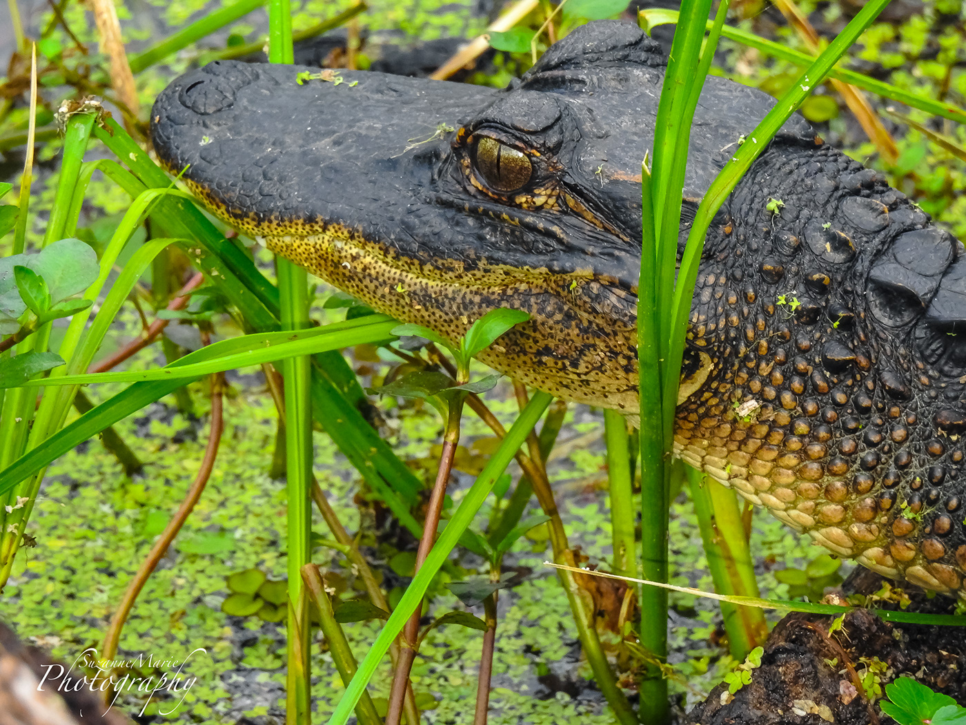 animals Nature Photography  photographer reptile animal alligator gator