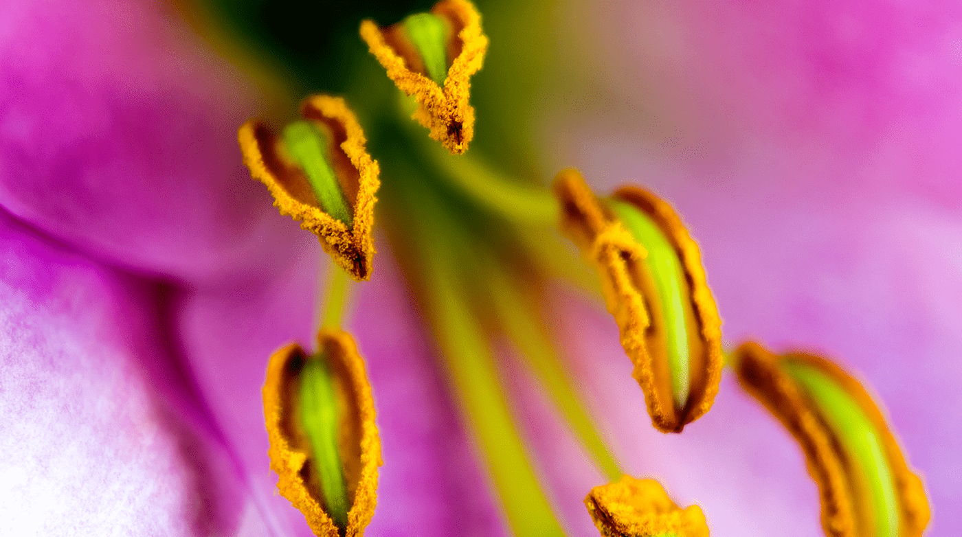 bloom blossom cycle eclosion de fleurs Fleurs Flowers life Nature orchidee timelapse