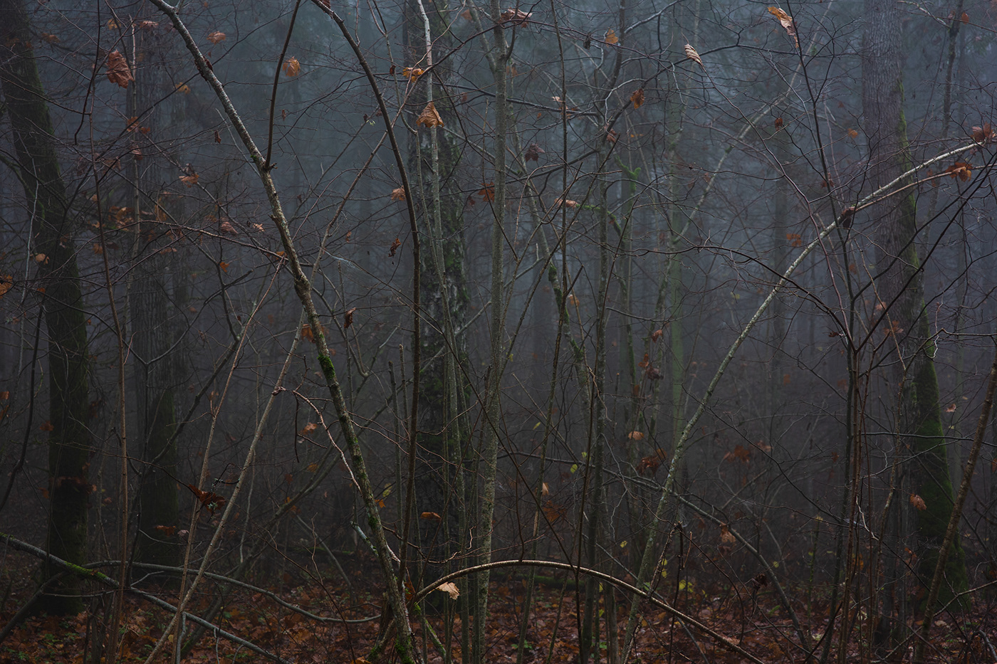 fog Fog landscape forest lietuva lithuania Mindaugas Buivydas mist trees