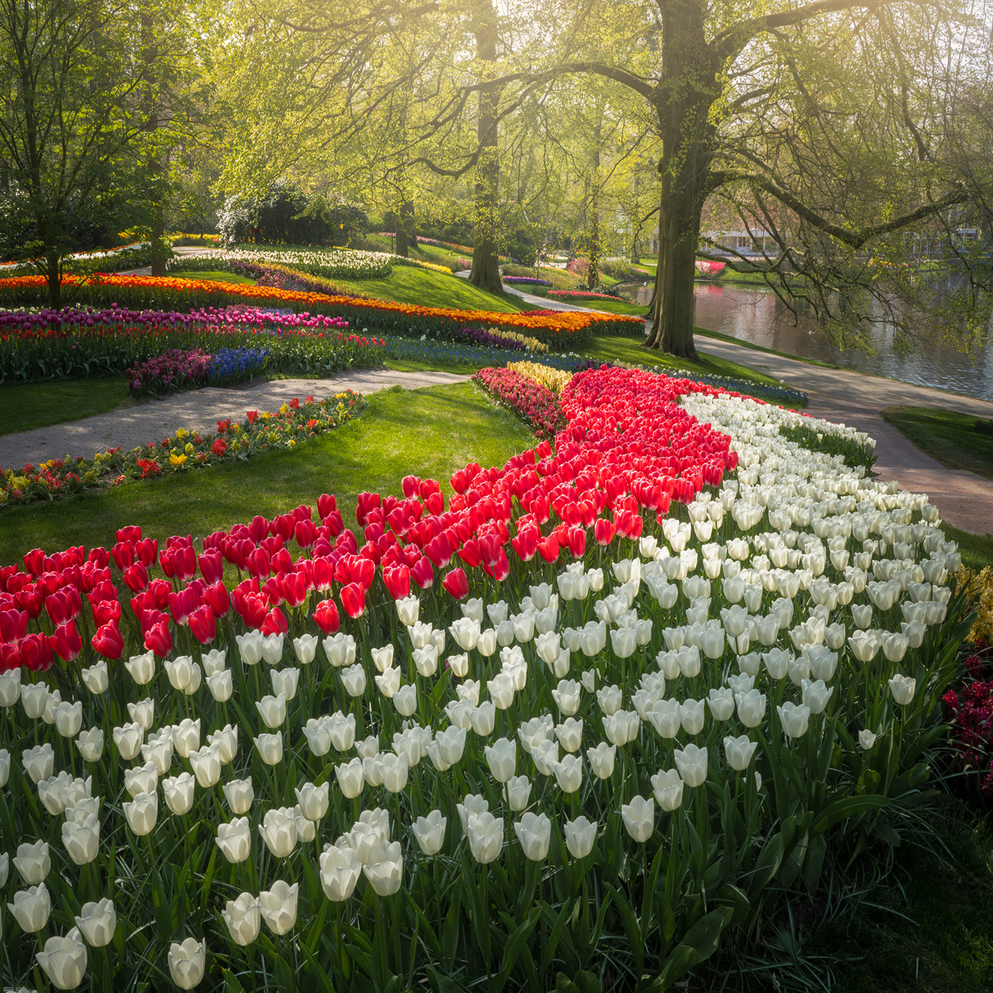 dutch Flowers garden keukenhof The Netherlands tulips