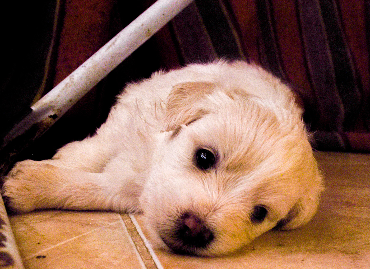 animals dog dogs Nikon pets photographer Photography  photoshoot puppies puppy